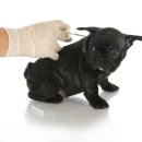 광진동물의료센터 이미지