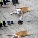 고집불통 이미지