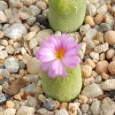 신기방기 이미지