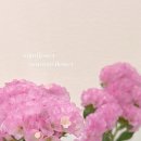 행복을주는꽃 이미지