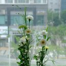 식생적 파라렐-vegetative parallel 이미지