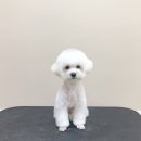 펫뷰티샵 페이보릿 이미지