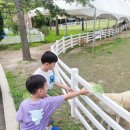 동산목장 | 증평 아이랑 가볼만한곳 벨포레 목장 놀이동산 가격 후기