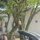 동광차경 이미지