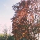 오죽헌시립박물관 이미지