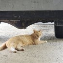 털뭉치들 이미지