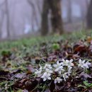 변산바람꽃,사술괭이눈 이미지