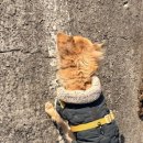 아라스파펜션 이미지