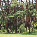 삼척 준경묘 소나무 - 우리나라에서 가장 아름다운 소나무 이미지