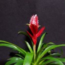 아나나스 이미지