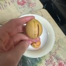이색취미 아보카도 씨앗키우기 50일째후기 (1. 뿌리내리기)