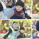 애니멀즈 이미지