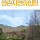 양촌 유아숲체험원 이미지