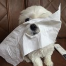 강아지 후지마비, 한방동물병원 후기
