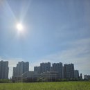 금빛초등학교 앞 이미지