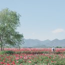 청보리축제장 | 함안 청보리작약축제 지금 가장 예쁜 작약 명소
