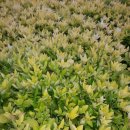 사철농장 이미지