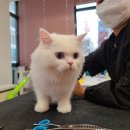 고양이무마취미용 냥지곤지 이미지