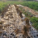 뽑기창고 이미지