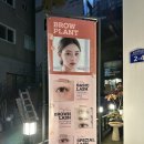 브로우 플랜트