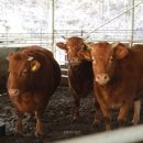 신영축산 이미지