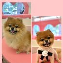 애견살롱 씨몽 이미지