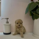 몽냥몽냥 이미지