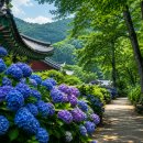 대구약천사 | 수국 피는 산사길, 6월 전국 수국 사찰 지도