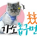 댕댕맛집 이미지