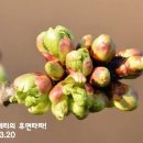 체리의 꽃눈(花芽) 휴면과 휴면각성(休眠覺醒) 그리고 호르몬에 관하여.... 이미지