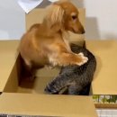 내사랑 강아지 이미지