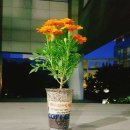 (주)주원이테크_악취 - 2660 | 게릴라인데, 도시를 청소하고 꽃을 심습니다. 게릴라 가드너가 한국에도 있습니다.