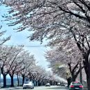 한식 제사 저녁에 인형네 술마시다 이미지