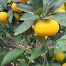 귤하우스 이미지