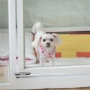 나나애견미용 이미지