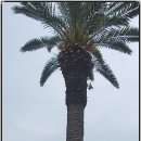 중문올레 이미지