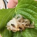 삼거리오징어회타운 | 대구 칠곡 3지구 운암지 이상근삼거리오징어회타운 내돈내산 후기