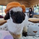 새별농장 이미지