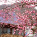 매화1길 이미지