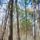 시루봉 급경사길 | 포항,경주 안항사~오미골~무장봉.