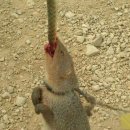 몽구스(Mongoose)