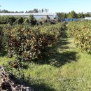 애월읍 소길리풋감마을 이미지