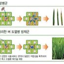 아라아라 이미지