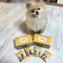 마스코타 펫 이미지