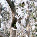 염소왕국 이미지