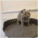 대구펫 강아지분양 고양이분양 이미지