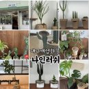 나인 | 대구개업화분 칭찬받는 예쁜 화분선물 추천 당일배송 나인러쉬