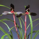 자주고름 이미지