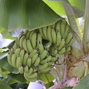 자이안트 이미지