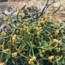 김영란농장 이미지